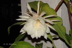 Epiphyllum macropterum